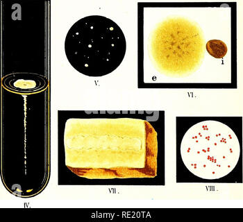 . Atlas et principes de bactériologie et texte-livre de diagnostic bactériologique spécial. La bactériologie. . Veuillez noter que ces images sont extraites de la page numérisée des images qui peuvent avoir été retouchées numériquement pour plus de lisibilité - coloration et l'aspect de ces illustrations ne peut pas parfaitement ressembler à l'œuvre originale.. Lehmann, K. B. (Karl Bernhard), 1858-1940 ; Neumann, Rudolf Otto, 1868- coauteur ; Weaver, George H. (George Howitt), b. 1866 ed. Philadelphie et Londres, W. B. Saunders &AMP, le nom de l'entreprise Banque D'Images