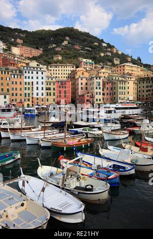 Camogli dans la province de Gênes, sur le Golfo Paradiso au Riviera di Levante, port de pêche, Ligurie, Italie, Europe Banque D'Images