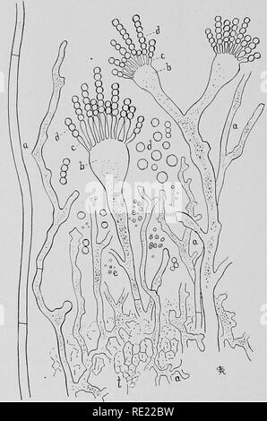 . Bactériologie pharmaceutique, avec référence spéciale à la désinfection et la stérilisation. La bactériologie. 152 BACTÉRIOLOGIE PHARMACEUTIQUE. de ces organismes extérieurs peuvent se développer au point de modifier la qualité du produit complètement. La fermentation de ces maladies sont une source de désagrément pour les fabricants, ce qui entraîne souvent une grande perte financière, mais cela a également été le grand stimulant pour forcer l'utilisation de cultures pures et en perfectionnant les méthodes qui sont connus pour améliorer. Fig. 71.-Sak^. Aspergillus, oryzoe hyphes végétatives montrant (a), et formant des spores- Banque D'Images