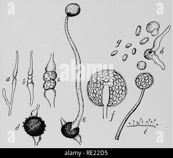 . Bactériologie pharmaceutique, avec référence spéciale à la désinfection et la stérilisation. La bactériologie. Chapitre IX. Les levures et moisissures. Les organismes couramment désignés comme les levures et moisissures, bien que n'appartenant pas à la bactérie (Schizomycetes), sont de la plus haute importance dans l'économie humaine et de jouer un rôle actif dans la vie. Certains d'entre eux sont plus. Fig. 63.-Développement de Mucor mucedo. a, b, c, d, les étapes dans la formation de l'- ; Ti zygospore zygospore, mature ; e,/, formation ^ ; endospore endospores, ^ ;, germant spore, ce développe et donne enfin lieu à nouveau ; je zygospores, Mucor sligh Banque D'Images