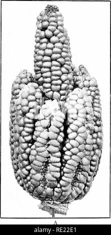 . Maïs ; son histoire, la culture, la manutention, et utilise, avec référence spéciale à l'Afrique du Sud ; un texte-livre pour les agriculteurs, les étudiants et les enseignants de l'agriculture, de l'étude de la nature. Maïs, maïs. L'amélioration de l'héritage par l'élevage 207 faite par l'Est et l'Hayes et par l'écrivain à l'étude en- CHAP, heritance de la tendance n'ont pas beaucoup de succès. Mais à l'Est et Hayes conclure que le caractère est transmis et ne séparer, pour les deux éléments anormaux sont normales et pro- duits dans la génération F2. Ces oreilles sont indésirables, d'autant plus qu'elles produisent des grains irréguliers, et ils ne doivent pas être utilisés pour Banque D'Images