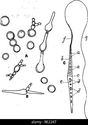 . Bactériologie pharmaceutique. Bactériologie, désinfection et de désinfectants. Les levures et moisissures, spores 313 semblent être homogènes à l'exception d'un nombre relativement petit de grands granules sphériques 0,5 micron. La gran plasmique- ules sont particulièrement importants et nombreux dans les arthrospores et dans le sphaerocytes d'arthrospores. Ils sont très facilement les taches et de réfraction. Ils sont activement motiles, surtout dans le sphserocytes» où ils montrent également de remarquables vibration. brownienne. Cochon. 83.-^la formation d'arthrospores et de développement de l'ascospore. Nematospora Végétatifs ordinaires (somatiques) Banque D'Images