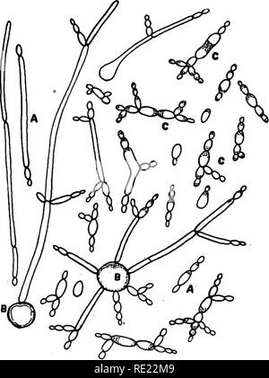 . Bactériologie pharmaceutique. Bactériologie, désinfection et de désinfectants. Les LEVURES ET MOISISSURES 311 rapport se base, y compris une description complète du parasite toxigènes, feront l'objet d'un rapport plus tard." Une saccharomycetous Nematospora (ascomycète lycopersici, n. sp.y a été trouvé sur certaines tomates mûres obtenu à partir d'un restaurant de Berkeley (Californie). Les tomates étaient dans un lot au froid, afin qu'elle a été demandée, ont été importés de l'îles des Mers du Sud. Les spécimens. Fig. 81.-diverses formes oivegetaXive Nematospora cellules ot lycopersici. La formation des cellules extrêmes ne sont pas affichées.. Très Banque D'Images