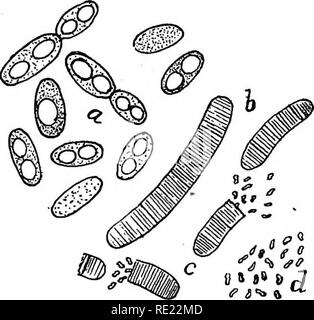 . Bactériologie pharmaceutique. Bactériologie, désinfection et de désinfectants. Les LEVURES ET MOISISSURES secs 309 excrétions contenant les spores sur, et ceux qui sur le lodge de paille d'orge et de grains d'orge (et sans doute aussi sur d'autres céréales et d'autres plantes fourragères) en entrant dans le tractus intestinal des animaux sensibles qui peuvent se produire pour se nourrir sur de telles matières contaminées, vont se multiplier dans les conditions déjà énoncées. Les probabilités sont que lapins, rats et souris, ainsi que les moutons, les bovins, les lapins et les cobayes, sont les porteurs et diffuseurs de l'infection. C'est e Banque D'Images