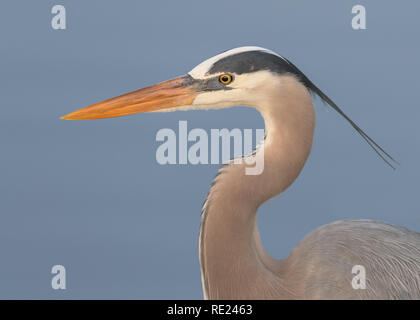 Closeup portrait of a male grand héron au zones humides Viera à Melbourne, en Floride Banque D'Images