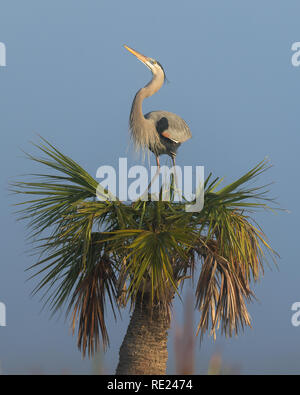 Femme grand héron debout sur palmier nest au zones humides Viera à Melbourne, en Floride Banque D'Images