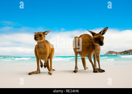 Kangourous sur Lucky Bay Plage de sable blanc - Australie Banque D'Images