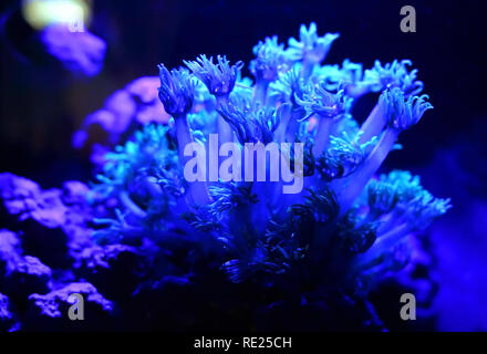 Aquarium d'eau salée aquarium coraux doux balancement sous la lune bleue l'éclairage LED. Banque D'Images