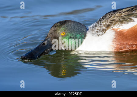 Canard souchet - Spatule (clypeata) Duck Close-up Banque D'Images