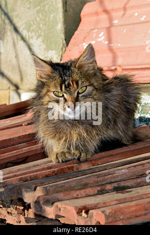 Portrait frontal d'avoir des troubles de l'fluffy cat assis sur des carreaux de céramique Banque D'Images