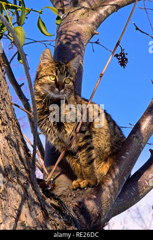 Mackerel tabby cat assis sur un arbre et l'observation Banque D'Images