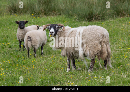 Scottish Blackface brebis avec agneaux bien connu. Hill race. ​Buttercup (Ranunculus sp. ), Fleur en bouche. Versant fleece naturellement. Les deux queues des brebis et des agneaux intact, ie pas amarré. Banque D'Images