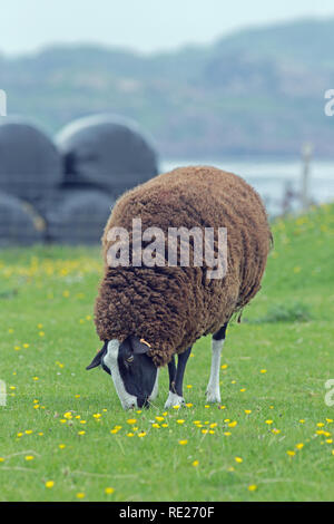 ZWARTBLES, race, du mouton (Ovis aries). Race à deux fins, originaires des régions du nord des Pays-Bas. Ici le pâturage sur les pâturages non bonifiés sur l'île d'Iona, Hébrides intérieures, côte ouest de l'Écosse.​ Banque D'Images