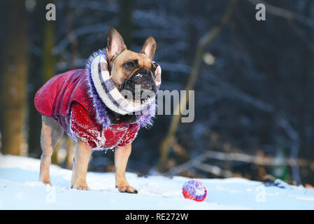 Petite femelle fauve Bouledogue français chien avec écharpe d'hiver et manteau de fourrure rouge et permanent à la recherche jusqu'en face de jouet dans un paysage de neige hiver Banque D'Images
