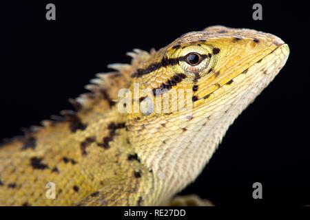 Jardin Oriental (lézard Calotes versicolor) Banque D'Images
