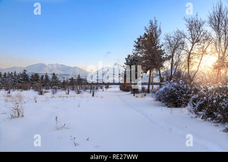 Montagnes de Palandoken distance avec des pins à Erzurum, Turquie Banque D'Images