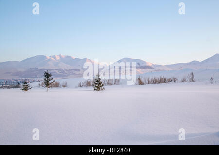 Les petits arbres de pin avec les montagnes de neige Palandoken à Erzurum, Turquie Banque D'Images