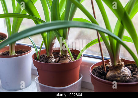 Scarborough Lily, maison en pots sur le rebord de fenêtre, fenêtre Banque D'Images