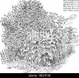 . Cyclopedia of American horticulture, comprenant des suggestions pour la culture de plantes horticoles, les descriptions des espèces de fruits, légumes, fleurs et plantes ornementales vendues aux États-Unis et au Canada, ainsi que des notes biographiques et géographiques. Le jardinage. 2724. Silphium perfoliatum, AlJied à l'usine de boussole. Les deux sont des herbes hautes, excellent pour les jardins sauvages, 2725 Sacaline naturalisé dans un gardtn sauvages. Cette plante vivace se développe 8 à 10 pieds de haut en une seule raison. saison de "bloom pas assez longtemps. La porte du jardin est verrouillé contre eux tous. Parmi nos na Banque D'Images