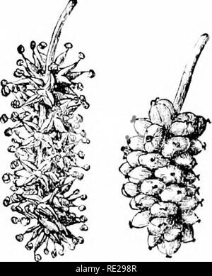 . Cyclopedia of American horticulture, comprenant des suggestions pour la culture de plantes horticoles, les descriptions des espèces de fruits, légumes, fleurs et plantes ornementales vendues aux États-Unis et au Canada, ainsi que des notes biographiques et géographiques. Le jardinage. 142D- Moringa oleifera à propos de grandeur nature. 1421. ,([J| Moringfa oleifera- le cheval-radis arbre. (X %.) des staminodes, les anthères attachés à l'arrière, et l-lo- culed : Fr. Une longue, 4-9-anf !;led, 1-locuIed pod à 3 valves, les grains immergés dans le contenu des soupapes. oleifera. Lam. (M. pterygosp/rma, Banque D'Images