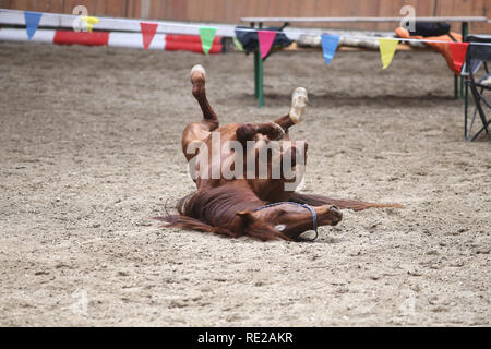 Cheval de selle les placer à l'arrière et d'avoir du plaisir à rouler dans le sable dans un hall d'équitation Banque D'Images