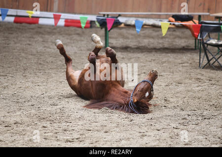 Cheval de selle les placer à l'arrière et d'avoir du plaisir à rouler dans le sable dans un hall d'équitation Banque D'Images