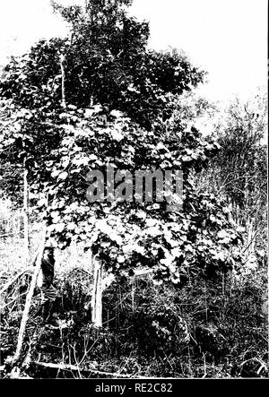 . Les arbres indigènes des îles hawaïennes. Les arbres. J'FIN 119.. HIBISCADELPHtrS HUALALAIENSIS Kock. Hau Tree Kuahiwi. Forêt de plus en plus iuAVailiou pente de Mt. Hualalai, Koiia Nord, Ohio ; élévation 3IHII) pieds.. Veuillez noter que ces images sont extraites de la page numérisée des images qui peuvent avoir été retouchées numériquement pour plus de lisibilité - coloration et l'aspect de ces illustrations ne peut pas parfaitement ressembler à l'œuvre originale.. Rock, Joseph Francis Charles, 1884-1962. Honolulu, H. T. Banque D'Images