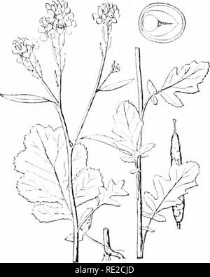 . Les plantes et leurs usages ; une introduction à la botanique. La botanique, la botanique, économique. 133 d'épices. Veuillez noter que ces images sont extraites de la page numérisée des images qui peuvent avoir été retouchées numériquement pour plus de lisibilité - coloration et l'aspect de ces illustrations ne peut pas parfaitement ressembler à l'œuvre originale.. Sargent, Frederick Leroy, 1863-. New York, H. Holt and Company Banque D'Images