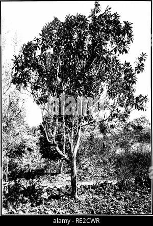 . Les arbres indigènes des îles hawaïennes. Les arbres. La plaque (111.. PITTOSPOEUM HOSMERI viir. longifolia var. iiov Roik. Croissant sur les coulées de l'Kapiia ITawaii Koiia,, ; élévation 2n0() pieds.. Veuillez noter que ces images sont extraites de la page numérisée des images qui peuvent avoir été retouchées numériquement pour plus de lisibilité - coloration et l'aspect de ces illustrations ne peut pas parfaitement ressembler à l'œuvre originale.. Rock, Joseph Francis Charles, 1884-1962. Honolulu, H. T. Banque D'Images