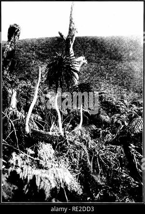 . Les arbres indigènes des îles hawaïennes. Les arbres. XXIV, la plaque. LOBELIA MACROSTACHYS poussant dans les marécages ouverts^ de Molokai.. Veuillez noter que ces images sont extraites de la page numérisée des images qui peuvent avoir été retouchées numériquement pour plus de lisibilité - coloration et l'aspect de ces illustrations ne peut pas parfaitement ressembler à l'œuvre originale.. Rock, Joseph Francis Charles, 1884-1962. Honolulu, H. T. Banque D'Images