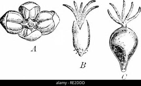 . Les plantes et leurs usages ; une introduction à la botanique. La botanique, la botanique, économique. . Veuillez noter que ces images sont extraites de la page numérisée des images qui peuvent avoir été retouchées numériquement pour plus de lisibilité - coloration et l'aspect de ces illustrations ne peut pas parfaitement ressembler à l'œuvre originale.. Sargent, Frederick Leroy, 1863-. New York, H. Holt and Company Banque D'Images