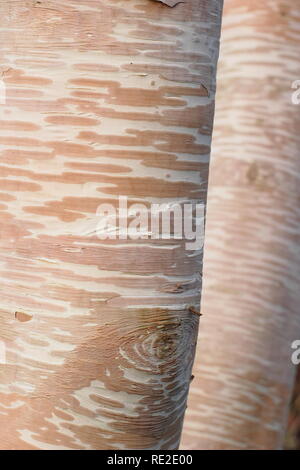 L'écorce d'un blanc crème et rose de Betula ermanii 'Grayswood Hill' bouleau en hiver, au Royaume-Uni. Aussi appelé l'Erman birch. Banque D'Images