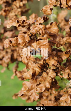 Quercus cerris 'Curly' tête. Feuillage de l'automne d'ornement de ce chêne nain réputé pour la longévité des feuilles, décembre, UK Banque D'Images