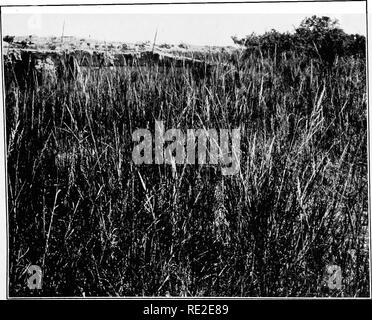 . La succession végétale ; l'analyse du développement de la végétation. L'écologie de la plante. A. Tremble consocies Bstes, Populus, Park, Colorado.. B. Sand-consocies Calamomlfies reed, Crawford, Nebraska.. Veuillez noter que ces images sont extraites de la page numérisée des images qui peuvent avoir été retouchées numériquement pour plus de lisibilité - coloration et l'aspect de ces illustrations ne peut pas parfaitement ressembler à l'œuvre originale.. Clements, Frederic E. (Frederic Edward), 1874-1945. Washington, Carnegie Institution of Washington Banque D'Images