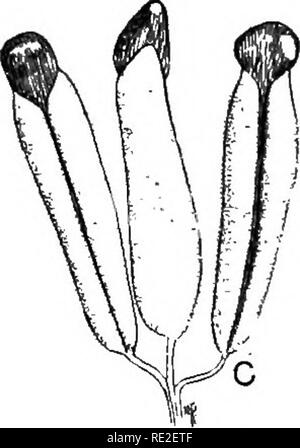 . Principes de botanique. La botanique. SEED-BEAEING 491 TYPES DE PLANTES MONOCOTYLÉDONES 427. Cat-tail Famille (Typhaceae).- âThe cat-queues sont un" de la famille organisé primitivement la plupart des spermatozoïdes- Angio. Ils se développent dans des groupes ou associations dans les marécages et les endroits humides, et brillent par leur hauteur, à la verticale et de l'herbe-comme des feuilles, et par les inflorescences ou "chat- tails" à la fin de l'été et l'automne (Fig. 374). Les monoïques. Fig. 375.âStaminate fleur du large-leaved cat-tail {Typha lati- folia). (Cf. Fig. 376.) Les fleurs sont portées sur un axe charnu ou spadice, le pistil ci-dessous, et le s Banque D'Images