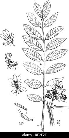 . Principes de botanique. La botanique. Les plantes porteuses de graines, Papilionoidecs 467 I. contenant de telles plantes communément reconnu comme le pois, haricots, lentilles, trèfles, arachides,. Fig. 351.-Wild senna {Cassia marilandica). lupins, de plomb-plante (Amorpha), les criquets ou faux-acacia {Rohinia), glycine, et d'autres, qui ont tous la. Veuillez noter que ces images sont extraites de la page numérisée des images qui peuvent avoir été retouchées numériquement pour plus de lisibilité - coloration et l'aspect de ces illustrations ne peut pas parfaitement ressembler à l'œuvre originale.. Gager, C. Stuart (Charles Stuart), 1872-1943. Philadelphe Banque D'Images