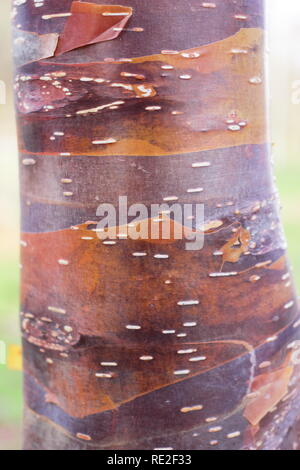 Le Betula utilis 'Wakehurst Place Chocolat" de l'écorce de bouleau en hiver, UK Banque D'Images
