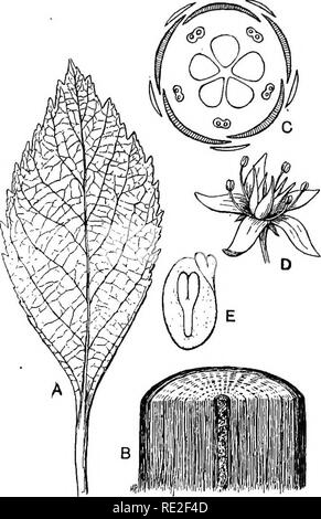 . Principes de botanique. La botanique. Les plantes porteuses de graines constamment 455 associées à la possession d'un ou deux cotylédons. Ainsi, dans les monocotylédones les feuilles sont, à de rares exceptions près, nervation parallèle, et la croissance de la tige est endogène, tandis que dans les dicotylédones les feuilles sont. Fig. 339.-morphologie d'une plante dicotylédone typique. Une feuille pennée, veiné, net ; B, portion de tige, montrant couches concentriques de bois ; C, rez-de-plan de la fleur (les pièces en s'est) ; D, perspective de fleur ; E, section longitudinale de la semence, embryons dicotylédone montrant habituellement. net-veiné, et la tige exoge Banque D'Images