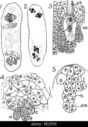 . Principes de botanique. La botanique. Les plantes porteuses de graines 439 392. Le gamétophyte femelle.^IMegaspores sont probablement pas formés en tétrades par deux divisions d'une cellule-mère de la mégaspore, mais les cellules ancestrales de la femelle. Fig. 325.-Chien-dent (violet) Erylhronium. je, embryon-sac- binucle, stade, les deux noyaux divisant ; 2, 4 ; 3, stade embryon mature- sac (es) ; le tube pollinique {p.t) a atteint l'oeuf-appareil et fertiliza- tion vient d'avoir lieu ; le mâle et femelle à la fois les noyaux sont visibles dans l'œuf fécondé. Les synergides ne sont pas affichées ; 4, polyembryonie ; quatre embryons ont de Banque D'Images