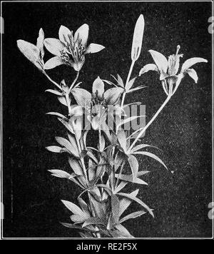 . Principes de botanique. La botanique. SmUCTURE 436 HISTOIRES DE VIE ET Chaque étamine se compose d'une tige mince, le filament, portant à son extrémité deux {microsporanges-sac pollinique), unis pour former l'anthère. Dans le pollen-sac sont nombreuses, les microspores- qui finalement se transformer en grains de pollen-.. Fig. 323.-{le lis Lilium Lilium philadelphicum). Un organe central, le pistil, composé de trois mega- {sporophylles carpelles) United, et enveloppant les sporanges mega- {les ovules). Tous les pistils pris ensemble (un ou plusieurs) constituent le gynécée. Le pistil est constitué de trois régions distinctes, comme suit : a) le { Banque D'Images