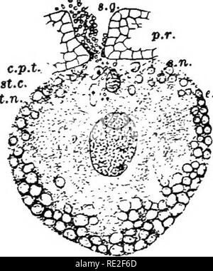 . Principes de botanique. La botanique. Les plantes porteuses de graines 429, le remplissage de l'archégone venter. Le tube pollinique passe entre le cou-CEU de l'archégone, mais qui, habituellement, ne saisissez le venter. L'apex du tube est rompu, probablement par la pression osmotique interne, et tout son contenu est vidé dans le cytoplasme de l'ovule. L'un des noyaux de spermatozoïdes-luiites avec l'œuf-noyau (juin de la deuxième saison), et la fécondation est réalisée (Fig. 319).. Fig. 319. -Le pin blanc (Pintis Slrohus). La section longitudinale à travers un archégone au moment de la fécondation. Au-dessus de la fu Banque D'Images