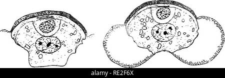 . Principes de botanique. La botanique. BEAEING 423 plantes à graines, le tube de cellules cellules, qui composent la plus grande partie de ce qui est maintenant le gamétophyte mâle mature ou le pollen-grain. Souvent l'une des deux cellules prothallien se désintègre, afin qu'une seule est visible (fig. 313). Ainsi, il est considéré que le passage de l'egetative «le gamétophyte mâle est réduit à près de son plus bas sur les termes qu'une ou deux cellules d'aucune fonction connue ; l'anthéridie est alsojepresented seulement par sa mère-cellule. À ce stade la pollinisation a lieu. 375. La distribution de pollen.-Dans tous les arbres portant des cônes est polKnation b accompli Banque D'Images