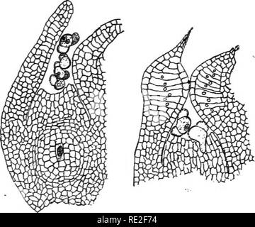 . Principes de botanique. La botanique. Les plantes porteuses de graines 421 373. Gamétophyte femelle.-Au cours de la première saison de la mégaspore (Fig. 311) agrandit un peu, et son noyau se divise plusieurs fois, formant des noyaux libres. Dans cette condition il reste jusqu'à la saison suivante, lorsque la formation du gamétophyte est menée à terme. Comme le gamétophyte se développe, il se nourrit de l'nuceUus, qui est consommée entièrement à l'exception d'une fine membrane, qui. Fig. 311.-Le pin blanc (Pinus strobus). À gauche, megasporangimn avec au centre la mégaspore ; au-dessus, les grains de pollen dans le micropyle et chambre pollinique. À l'age Banque D'Images