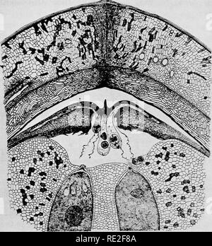 . Principes de botanique. La botanique. SEED-BEAEING 403 plantes allonge la cellule génératrice transmet, devenir divisé en deux cellules de sperme. Ces cellules de sperme sont remarquablement intéressant petit corps, portant une grande num-. FiG. 300.-Dioon edule : partie supérieure d'un ovule au moment de l'fertiliza- tion, montrant le tégument, nuceUus les gamétophytes mâles (poUen en germination de grains entiers), et des gamétophytes femelles (embryon-sac). Reconstruite à partir des sections de plusieurs ovules. (Après Chamberlain.) membre de la motion par ciKa, dont ils sont transportés, dans l'achèvement de leur voyage jusqu'à l'œuf, par le wa Banque D'Images