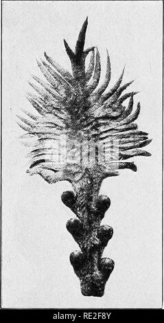 . Principes de botanique. La botanique. 396 HISTOIRES DE VIE ET LA STRUCTURE de la lame, malheureusement divisé par la nervure principale et du pétiole (Fig. 292). Les genres qui portent l'megasporophylls sur la tige principale ressemblent à des fougères, et à cet égard sont les plus simples, ou plus d'abord de tous les organisés, les plantes à graines. 354. Contrairement à l'mégasporanges.-microsporanges, le lieu de Cycas mégasporanges, non pas en groupes, mais solitaire. Fig. 292.-megasporophyll carpelle (jeunes) de Cycas revoluta, compte six jeunes ovules, destinés, après la fécondation, à mûrir en graines. Remarque Le montant relativement important de lame-feuille au-dessus Banque D'Images