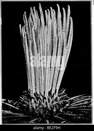 . Principes de botanique. La botanique. Les plantes porteuses de graines 391 ayant des nervures médianes et nervation pennée divisée (Fig. 285). Les feuilles sur une année ou plus (qui varie avec l'espèce), et sont ensuite remplacées par une nouvelle couronne. La durée de chaque récolte de feuilles est dit à varier selon que la plante pousse à l'état sauvage, ou dans des jardins botaniques et. Fig. 286.-Cycas. revolula, bourgeon terminal des feuilles à l'ouverture. Plus près de voir Fig. 285. Remarque La vernation circinées de la feuille-, mais pas de pinnules toute la surface de la feuille. conservatoires. Ainsi, lorsque la température et les précipitations sont excessives, Cycas circinalis m Banque D'Images