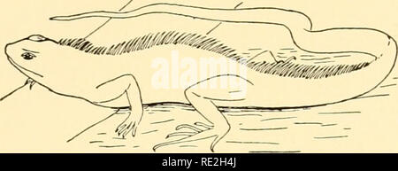 . Géographie animale écologique ; une édition autorisée, réécrite en fonction de Tiergeographie ockologischer auf Grundlage. Zoogéographie -- distribution géographique ; l'écologie animale. Les communautés forestières 425 serpents ing ont tendance à s'allonger, une tendance qui est également illustré par le dragon des lézards arboricoles de l'Ancien Monde et par la sans rapport avec ceux de l'Amérique tropical iguanid (Fig. 116). De certains serpents, tels que les Vipers et les Crotalidés, ont développé une queue préhensile dans les régions tropicales des deux hémisphères ; chame- leons et quelques autres lézards sont également fournis. La queue préhensile a été d Banque D'Images