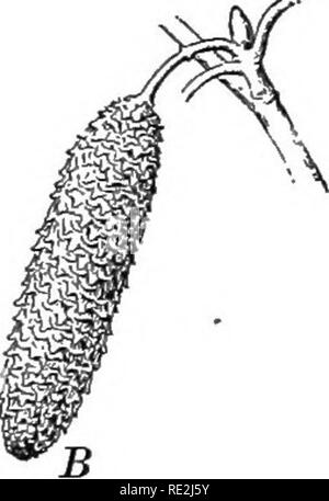 . Introduction à la botanique. La botanique. Fig. 11. PopuUfolia {Betula bouleau gris) A, chatons, natural size : s, p ; étamines, pistil. B, grappe de fruits mûrs ; C, tliree witli bractée fleurs staminées ; U. avec trois bractées pistil- Fin des fleurs ; JE, des fruits. (B, C, D, E, quelque peu amplifiés) la base, pas fortement conique fait sauf dans le cut-leaved formulaire. Communément cultivées à partir de l'Europe. Ressemble à n° 4, mais n'a plus blanc et de l'écorce (la forme pleureur) beaucoup plus faible des branches. Var. papyrifera. Canoe Bouleau, bouleau à papier. Un grand arbre, souvent 60 à 70 m de hauteur, avec des sols argilo-écorce papyracée blanc, en écaille Banque D'Images