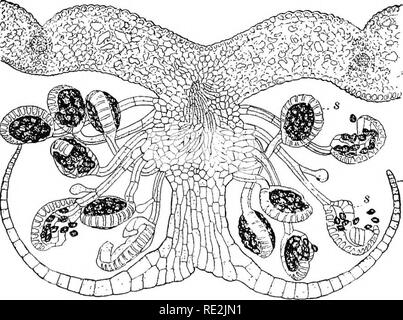 . Introduction à la botanique. La botanique. /*-' Fig. 209. Le porte-greffe d'une fougère La partie extérieure de la tige est composé de tissus durs, aud dans l'intérieur sont également des paquets de tissus durs (s) connu sous le nom de faisceaux ligneux ; de nombreux sclérenchyme (f.b) sont également entouré par la grande quantité de moelle. Fig. 210. Diagramme de coupe d'une feuille de fougère sur la face inférieure des feuilles sont l'indusie (i) et les sporanges (s) ; dans les sporanges sont les spores. Après Engler et Prantl. Veuillez noter que ces images sont extraites de la page numérisée des images qui peuvent avoir été retouchées numériquement pour plus de lisibilité - colora Banque D'Images