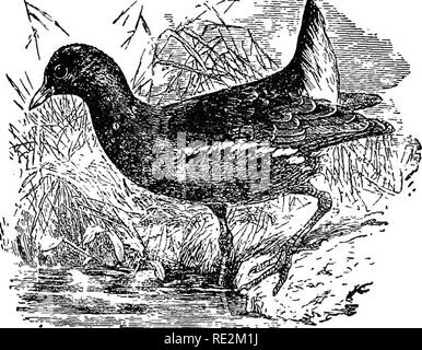 . Les nids et les œufs des oiseaux de l'Amérique du Nord. Les oiseaux ; les oiseaux. BTRDS AMÉRICAIN D'UNE VALEUR. 129 Cet oiseau ressemble étroitement à notre Foulque, mais sa taille moyenne est légèrement plus grande. C'est un résident commun au sud de l'Angleterre, et à l'été se retrouve dans les nombreux lacs de reproduction l'ensemble de l'Ecosse. Ses habitudes dans tous les re- sont comme ceux de contrôlera si l'American bird. Le nid est construit à proximité de l'eau, sur les îles, les frontières des lacs, étangs et rivières. Il est généralement placé entre et joint à drapeaux, de roseaux ou de joncs. Il est grand et gros fait de plantes et de matières végétales. Les oeufs ar Banque D'Images